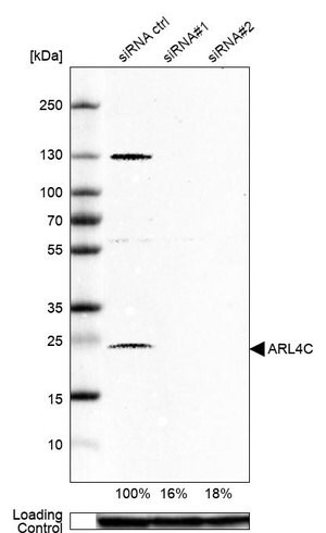 Merck Anti-ARL4C antibody produced in rabbit