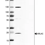 Merck Anti-ARL4C antibody produced in rabbit
