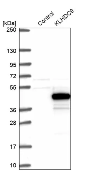 Merck Anti-KLHDC9 antibody produced in rabbit