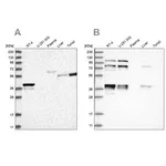 Merck Anti-PLEKHA3 antibody produced in rabbit