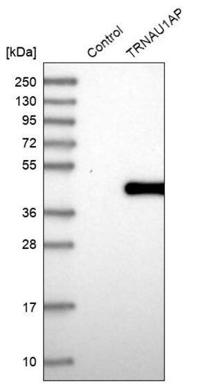 Merck Anti-TRNAU1AP antibody produced in rabbit
