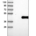 Merck Anti-TRNAU1AP antibody produced in rabbit