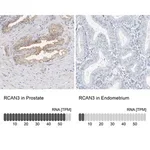 Merck Anti-RCAN3 antibody produced in rabbit