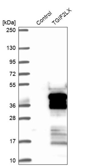 Merck Anti-TGIF2LX antibody produced in rabbit