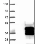 Merck Anti-TGIF2LX antibody produced in rabbit