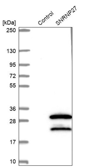 Merck Anti-SNRNP27 antibody produced in rabbit