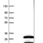 Merck Anti-SNRNP27 antibody produced in rabbit