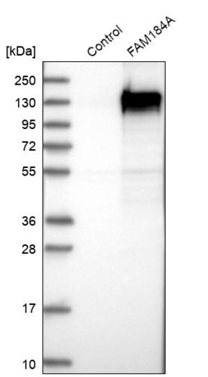 Merck Anti-FAM184A antibody produced in rabbit