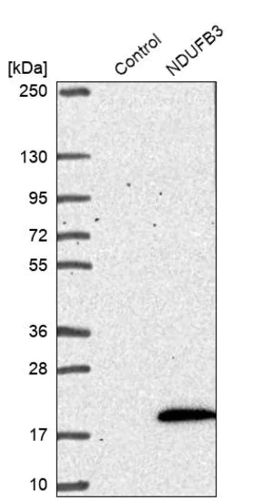 Merck Anti-NDUFB3 antibody produced in rabbit