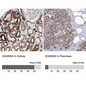 Merck Anti-SAMM50 antibody produced in rabbit