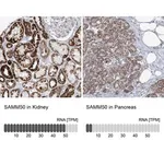 Merck Anti-SAMM50 antibody produced in rabbit