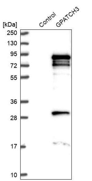 Merck Anti-GPATCH3 antibody produced in rabbit