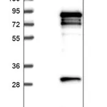 Merck Anti-GPATCH3 antibody produced in rabbit
