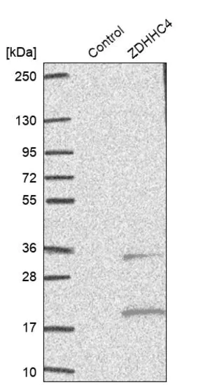 Merck Anti-ZDHHC4 antibody produced in rabbit