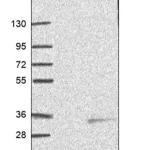Merck Anti-ZDHHC4 antibody produced in rabbit