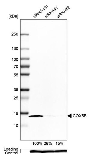 Merck Anti-COX5B antibody produced in rabbit