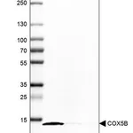 Merck Anti-COX5B antibody produced in rabbit