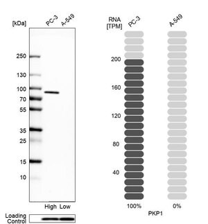 Merck Anti-PKP1 antibody produced in rabbit