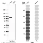 Merck Anti-PKP1 antibody produced in rabbit
