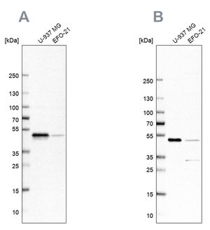 Merck Anti-RCC1 antibody produced in rabbit