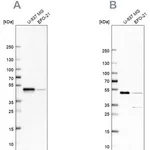 Merck Anti-RCC1 antibody produced in rabbit