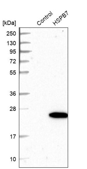 Merck Anti-HSPB7 antibody produced in rabbit