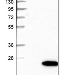 Merck Anti-HSPB7 antibody produced in rabbit
