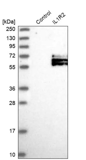 Merck Anti-IL1R2 antibody produced in rabbit
