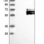 Merck Anti-IL1R2 antibody produced in rabbit