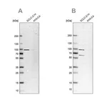 Merck Anti-PNPT1 antibody produced in rabbit
