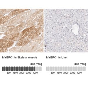 Merck Anti-MYBPC1 antibody produced in rabbit