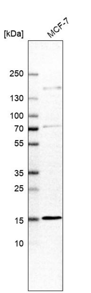 Merck Anti-RABIF antibody produced in rabbit
