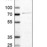 Merck Anti-RABIF antibody produced in rabbit