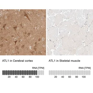 Merck Anti-ATL1 antibody produced in rabbit
