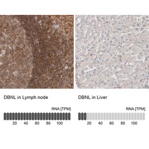 Merck Anti-DBNL antibody produced in rabbit