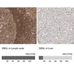 Merck Anti-DBNL antibody produced in rabbit