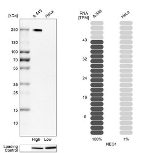 Merck Anti-NEO1 antibody produced in rabbit