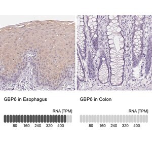 Merck Anti-GBP6 antibody produced in rabbit
