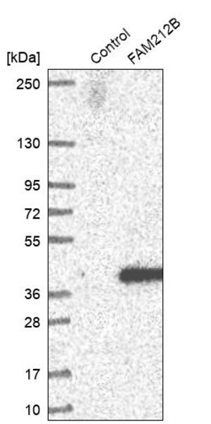 Merck Anti-FAM212B antibody produced in rabbit