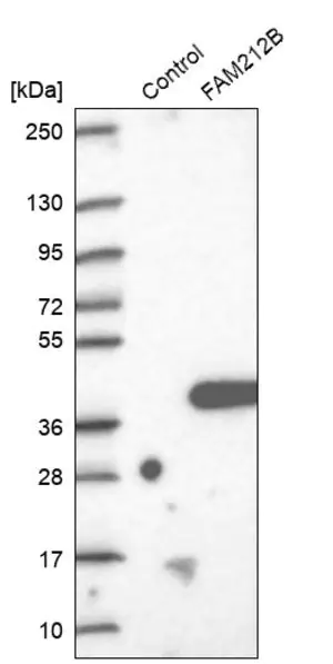 Merck Anti-FAM212B antibody produced in rabbit