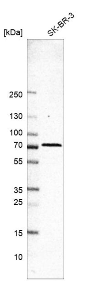 Merck Anti-RPS6KL1 antibody produced in rabbit