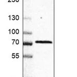 Merck Anti-RPS6KL1 antibody produced in rabbit