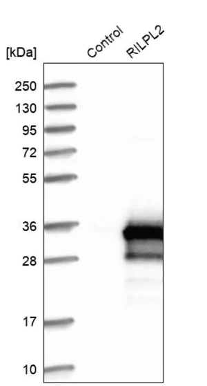 Merck Anti-RILPL2 antibody produced in rabbit