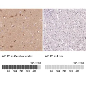 Merck Anti-APLP1 antibody produced in rabbit