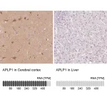 Merck Anti-APLP1 antibody produced in rabbit