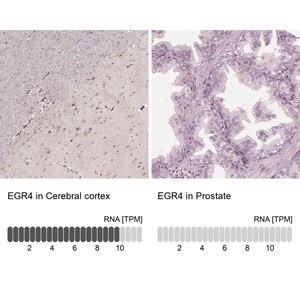 Merck Anti-EGR4 antibody produced in rabbit