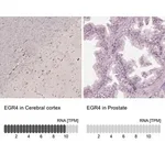 Merck Anti-EGR4 antibody produced in rabbit