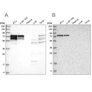 Merck Anti-PPP2R5D antibody produced in rabbit