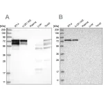 Merck Anti-PPP2R5D antibody produced in rabbit