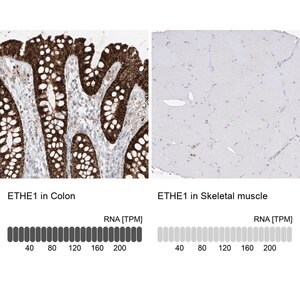 Merck Anti-ETHE1 antibody produced in rabbit